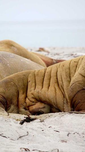 dnf国庆花篮截图1