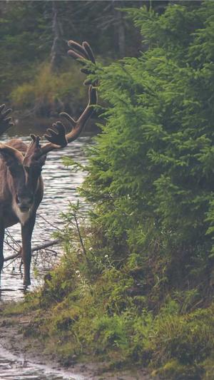梦幻西游版传奇私服截图3