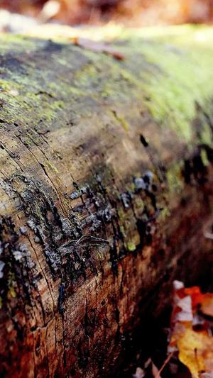 传奇大掌柜截图3