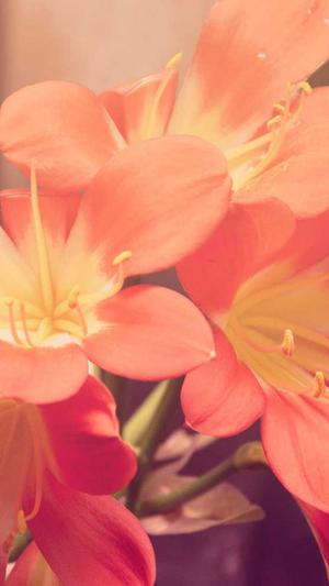 dnf官方论坛截图4