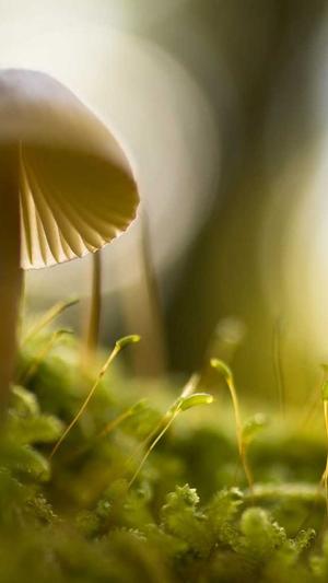 梦幻西游网页私服截图2