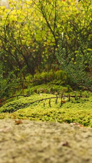 新开传奇sf网站截图1