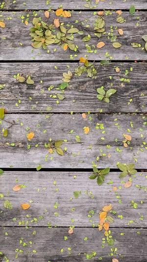 仿盛大传奇sf发布网截图1