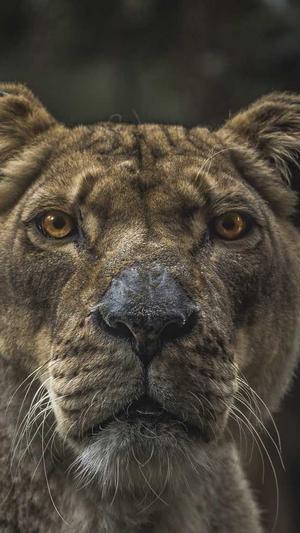 传奇大掌柜截图2