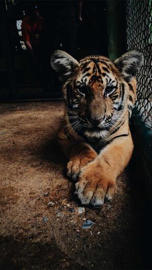 合击传奇私服截图4