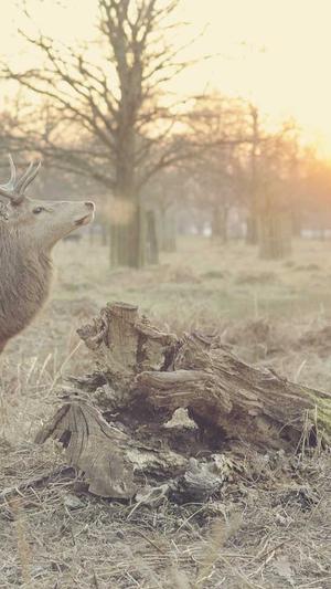 冒险岛国际服怎么玩截图3