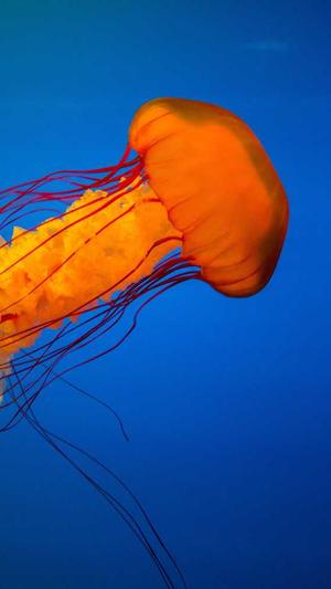 冒险岛079怀旧服截图2