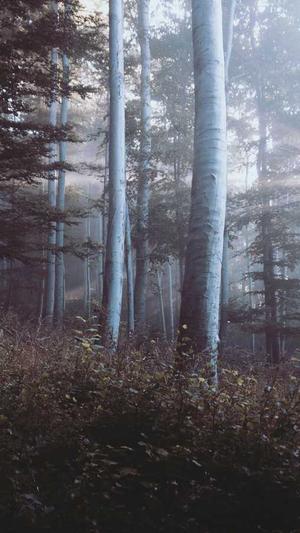 冒险岛单机版截图2